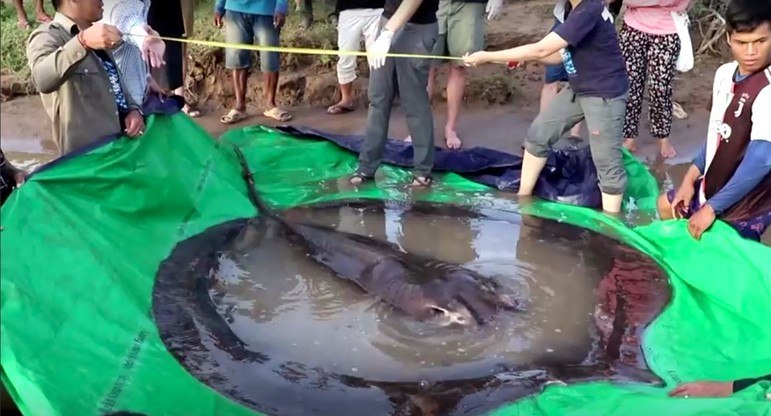 Um pescador do Camboja capturou o maior peixe de água doce já registrado do mundo. Como é possível ver pela imagem acima, trata-se de uma arraia gigantesca