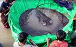 A arraia supera por poucos quilos um peixe-gato-gigante capturado na Tailândia, no mesmo rio Mekong, em 2005. O recordista anterior tinha 293 kg