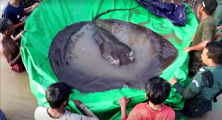 A arraia supera por poucos quilos um&nbsp;peixe-gato-gigante capturado na Tail&acirc;ndia, no mesmo rio Mekong, em 2005. O recordista anterior tinha 293 kg