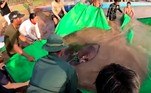 Segundo a medição feita por cientistas do Camboja e dos Estados Unidos, a arraia tem quase 300 kg e pouco menos de 4 m do focinho à caudaVALE SEU CLIQUE: Leoa sobe em carcaça de hipopótamo e acaba cercada por dezenas de crocodilos