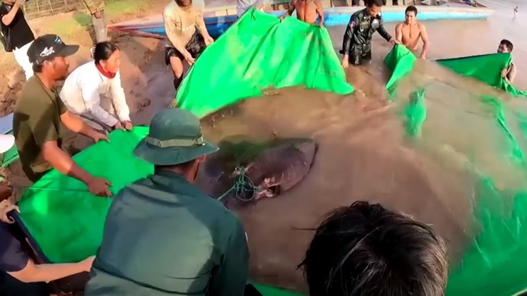 Segundo a medição feita por cientistas do Camboja e dos Estados Unidos, a arraia tem quase 300 kg e pouco menos de 4 m do focinho à caudaVALE SEU CLIQUE: Leoa sobe em carcaça de hipopótamo e acaba cercada por dezenas de crocodilos