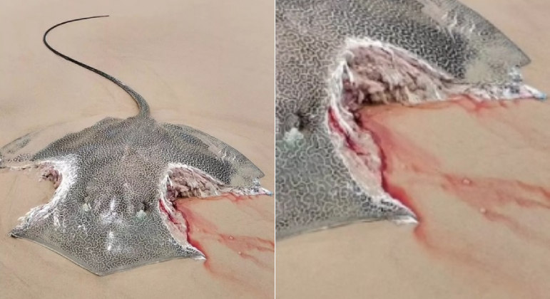 Arraia foi encontrada com mordidas monstruosas nas laterais do corpo, em ilha australiana