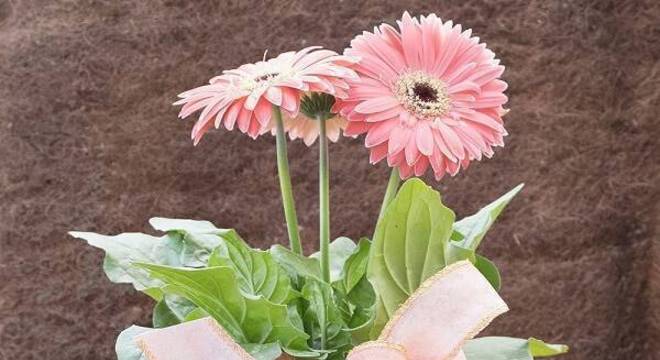 Arranjo com flor de gérbera rosa decora o ambiente