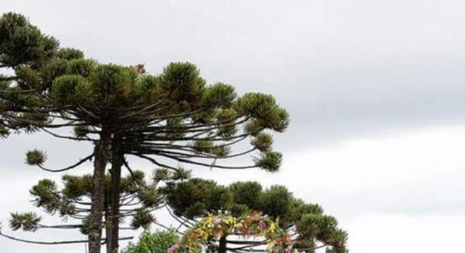 arranjo de flores para casamento simples no campo 