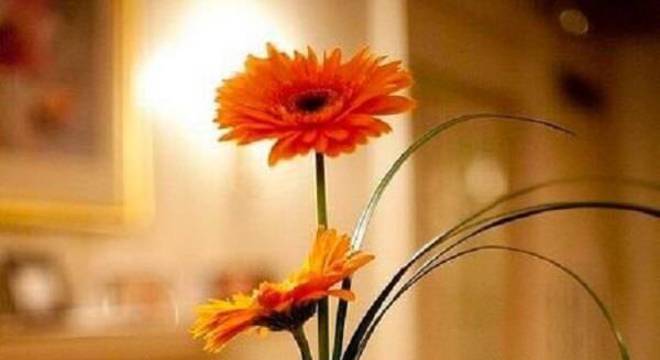 Arranjo delicado formado com flores de gérbera