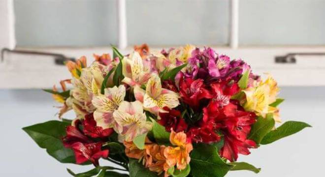 Arranjos de flores coloridas