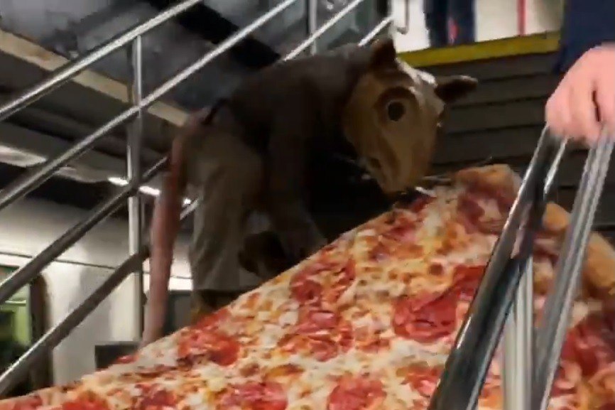 Relembramos um meme chocante: o rato carregando uma pizza em NY - Fotos -  R7 Hora 7