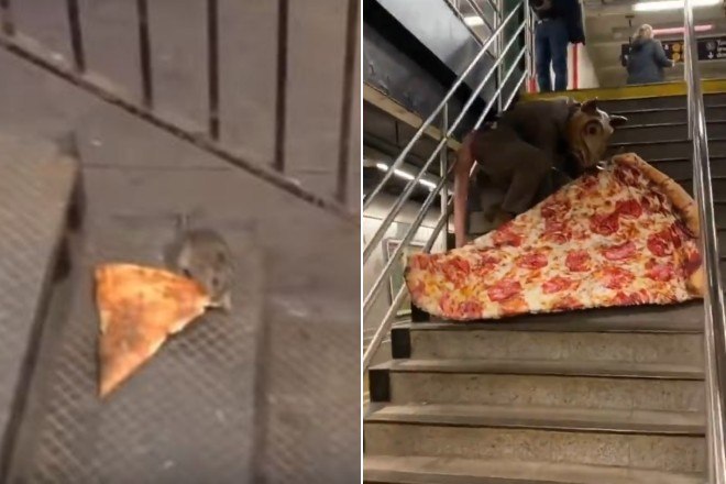 Relembramos um meme chocante: o rato carregando uma pizza em NY - Fotos -  R7 Hora 7