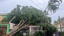 Árvore de grande porte cai e atinge casa durante temporal em SP