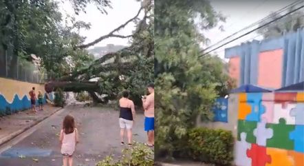 Árvore caiu e danificou o muro da escola