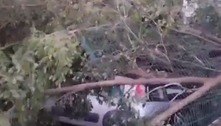 Árvore cai e atinge 18 carros na área central de Brasília; veja vídeo