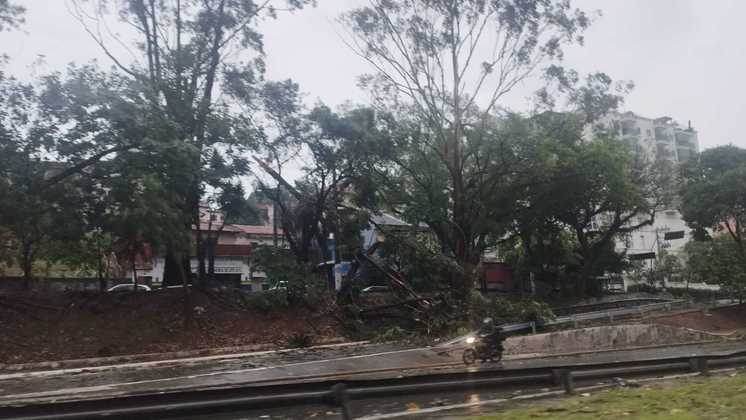 Árvore caída na avenida dos Bandeirantes