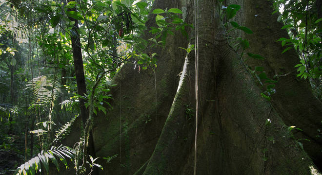 Os oito países amazônicos foram incluídos no estudo