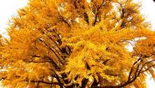 'Árvore mais bonita do mundo' tem 860 anos, ganhou fama na pandemia e atrai muitos turistas
