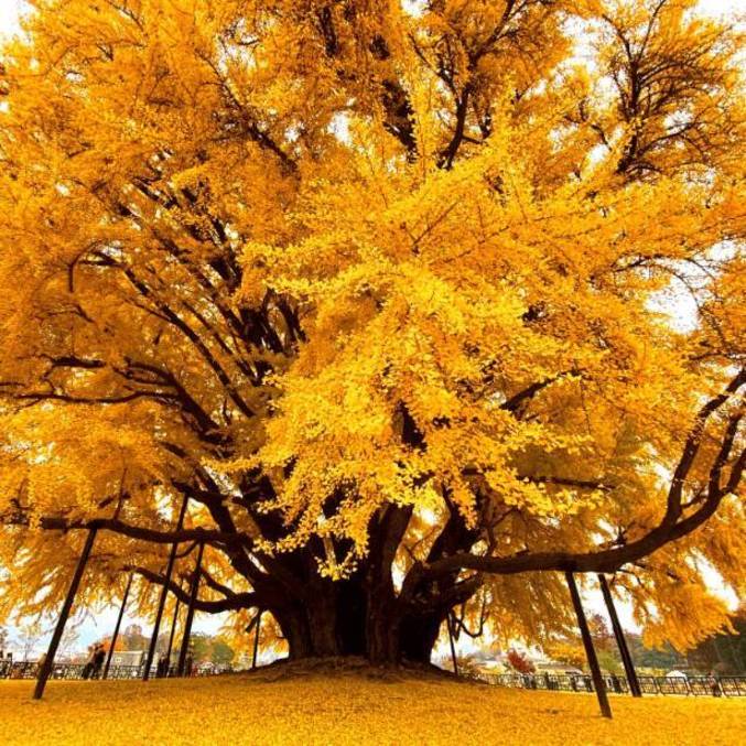 Árvore tem mais de oito séculos de história
