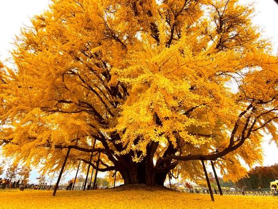 A aldeia Bangye-ri, na Coreia do Sul, é lar de uma das árvores mais famosas e antigas do mundo, com 860 anos. O local é um ponto turístico conhecido mundialmente e atrai diversos viajantes ao longo do ano