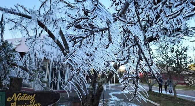 Árvore ficou coberta de gelo em São Joaquim (SC), que teve temperaturas de -3,9ºC