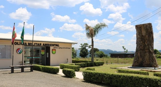 Árvore exposta pela Polícia Militar Ambiental de SC na cidade de Joaçaba para fins educativos