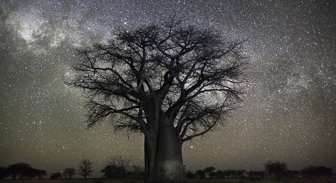 A fotógrafa Beth Moon se dedica há 20 anos a fotografar árvores antigas em seu projeto Portraits of Time