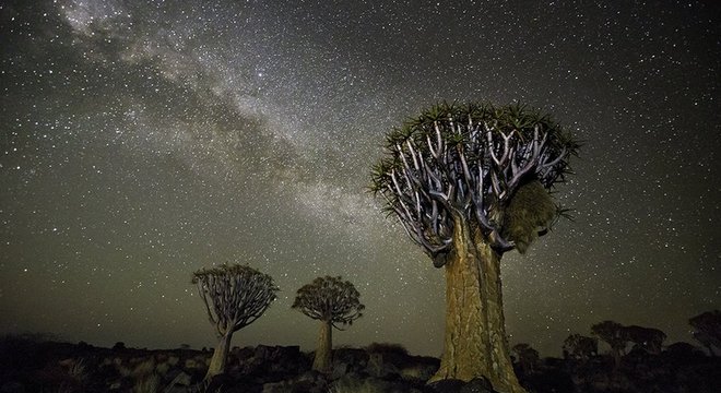 Na África, Moon escolheu fotografar árvores em meio às estrelas após estudar sobre a influência do cosmos no crescimento destas plantas