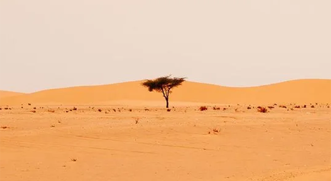 Há milhões de árvores solitárias como esta