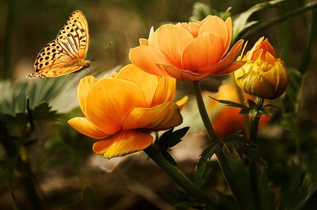 As borboletas são insetos que encantam pela beleza e pela delicadeza, com uma enorme variedade de desenhos e cores. Algumas espécies são bem pequenas, enquanto outras têm envergadura maior do que a palma da mão de um adulto.