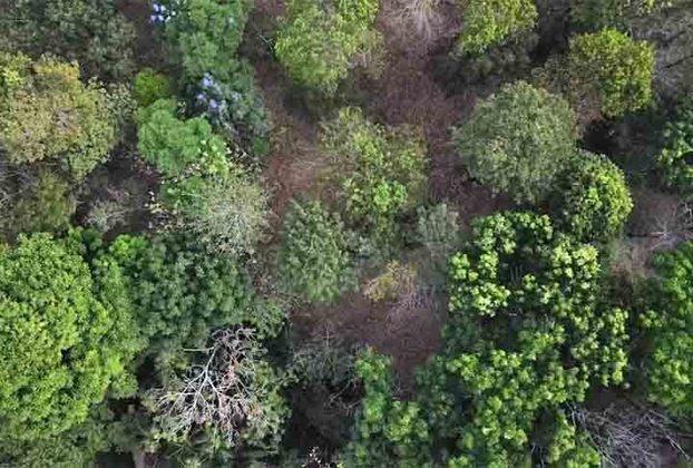 As famílias nipo-brasileiras começaram a testar combinações variadas de árvores e, com o tempo, essas fazendas “múltiplas” recuperaram o caráter florestal. 