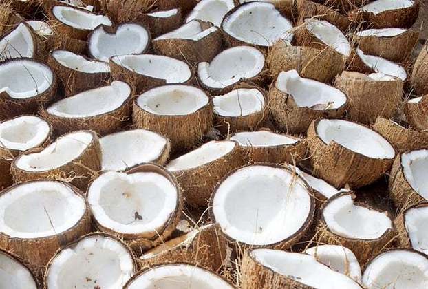 As fibras presentes no coco podem ajudar a estabilizar os níveis de açúcar no sangue, o que é benéfico para prevenir picos de glicose e auxiliar no controle da diabetes.