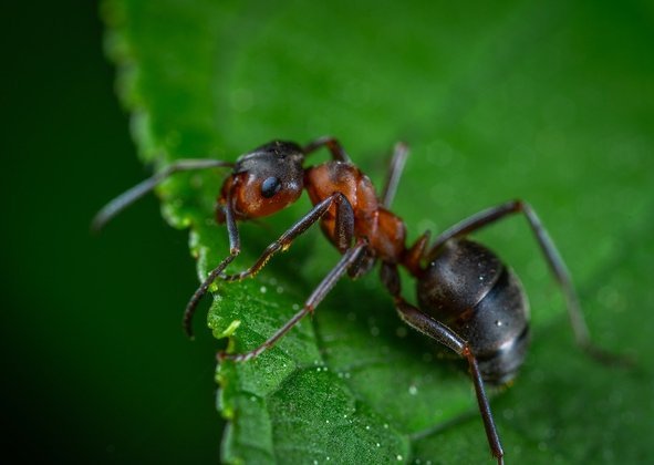 As formigas conseguem erguer folhas de até 20 vezes o seu próprio peso. Trabalham muito e são tão antigas quanto os dinossauros. Vivem no planeta há 130 milhões de anos. 