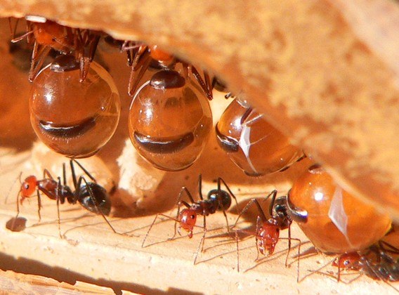 As formigas desempenham papel fundamental na natureza.