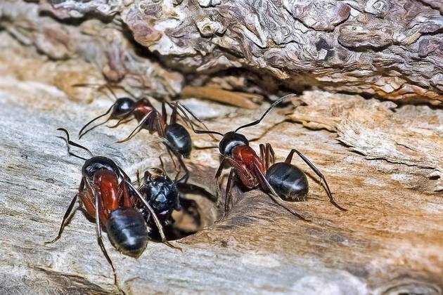 As formigas geralmente se comunicam por meio de substâncias química chamadas feromônios.