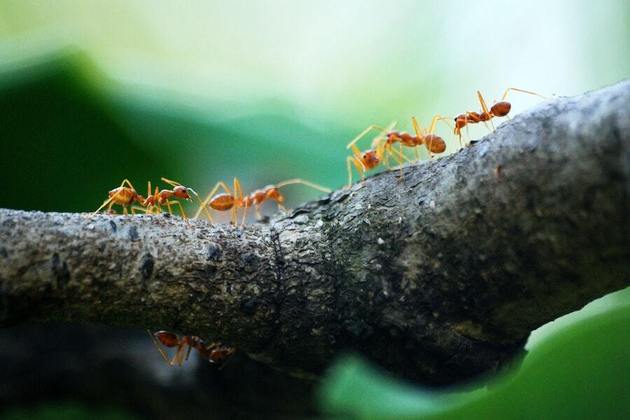 As formigas passaram mais tempo próximas das urinas cancerígenas do que das saudáveis.