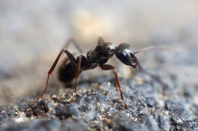 As formigas possuem duas antenas para tatear, cheirar e sentir o gosto; também há mandíbulas para cortar, pegar e triturar alimentos, cavar, apertar o inimigo até a morte.