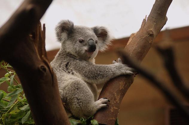 As impressões digitais dos coalas se parecem com as dos seres humanos 