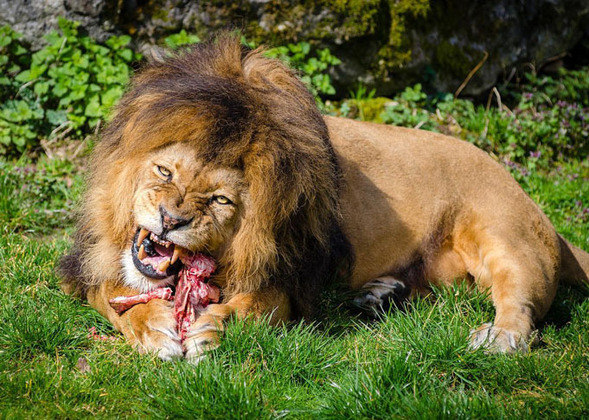 As leoas é que caçam, mas o primeiro pedaço de carne é sempre do leão. O macho tem prioridade e ai das fêmeas que desobedecerem a norma. 