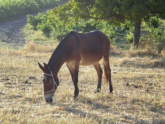As mulas se caracterizam pela orelhas alongadas e pelo curto. Costumam ser mais altas que os jumentos. O tamanho depende muito do cavalo (pai) ou da égua (mãe), mas, em geral, uma mula tem mais de 1,5 metro. 