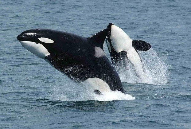 As orcas, apesar de uma certa confusão em relação a isso, não são baleias. 