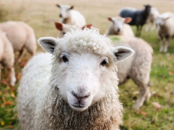 As ovelhas têm quatro estômagos e, por isso, quase não passam por problemas de digestão!