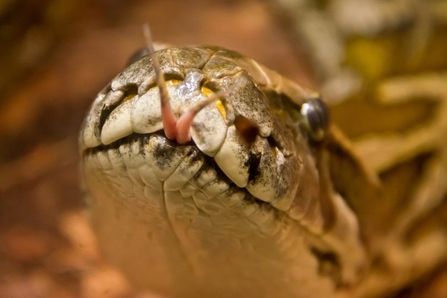 As pítons são venenosas e têm presas afiadas, voltadas para dentro, para facilitar agarrar a presa. 