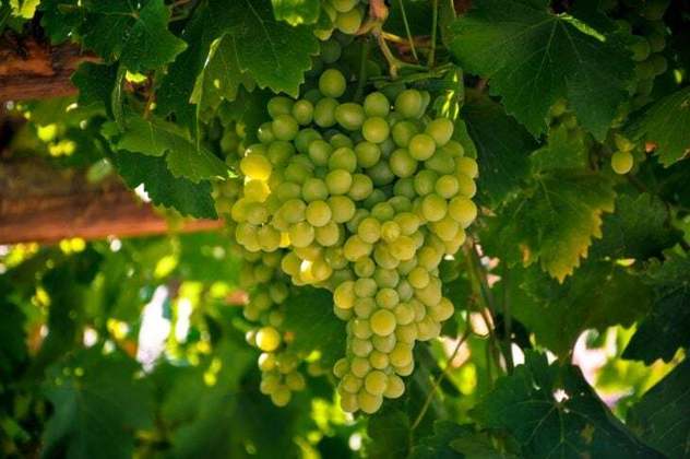 As uvas tradicionalmente usadas na produção de champanhe são Chardonnay, Pinot Noir e Pinot Meunier. 