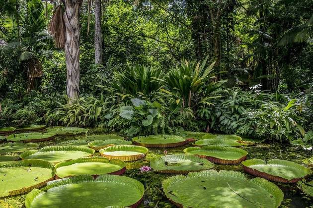As vitórias-régias são belas plantas aquáticas que se destacam no cenário amazônico. 