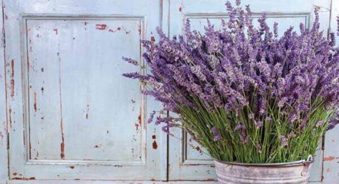 Assim como a Jasmim, a Lavanda é uma das plantas para quarto que também traz efeitos calmantes ao espaço