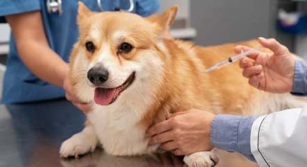 Assim como os humanos, os cachorros precisam tomar vacinas para a prevenção de doenças