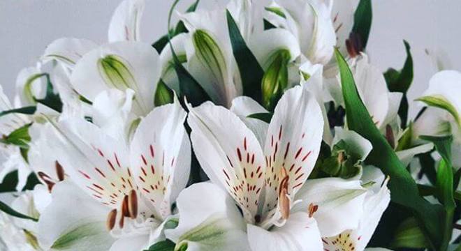 Astromélia branca e verde