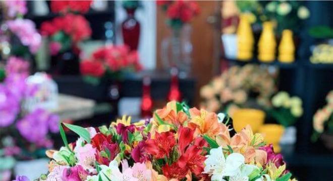 Astromelia colorida para vaso de casa 