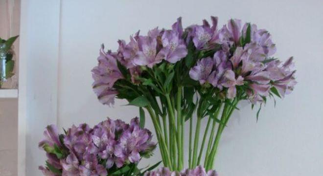 Astromélia lilás e branca