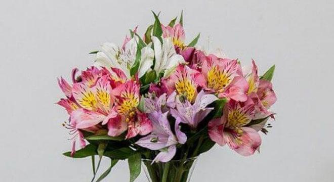 Astromélia rosa e lilás