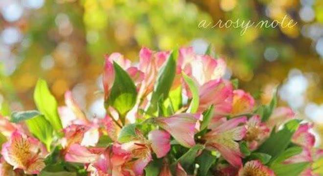 Astromélia rosa para decorar a mesa de jantar