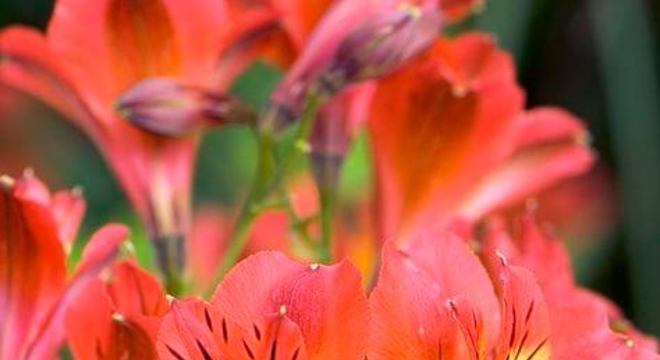 Astromélia vermelha