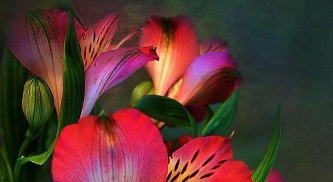 Astromélia vermelha com roxo